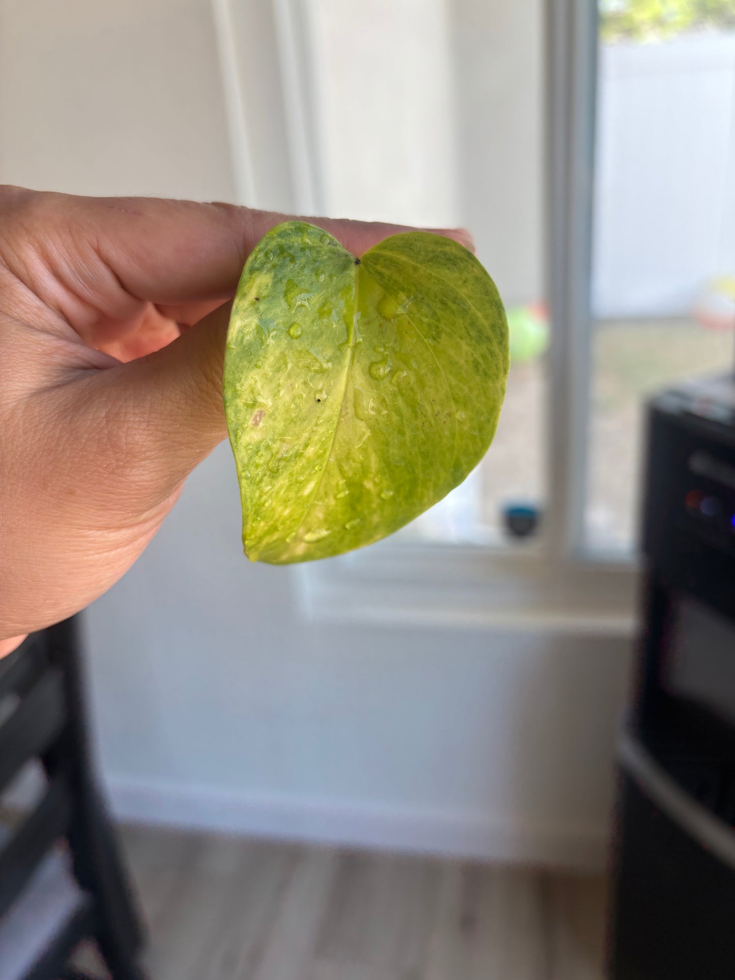 Teruno Crystal Green