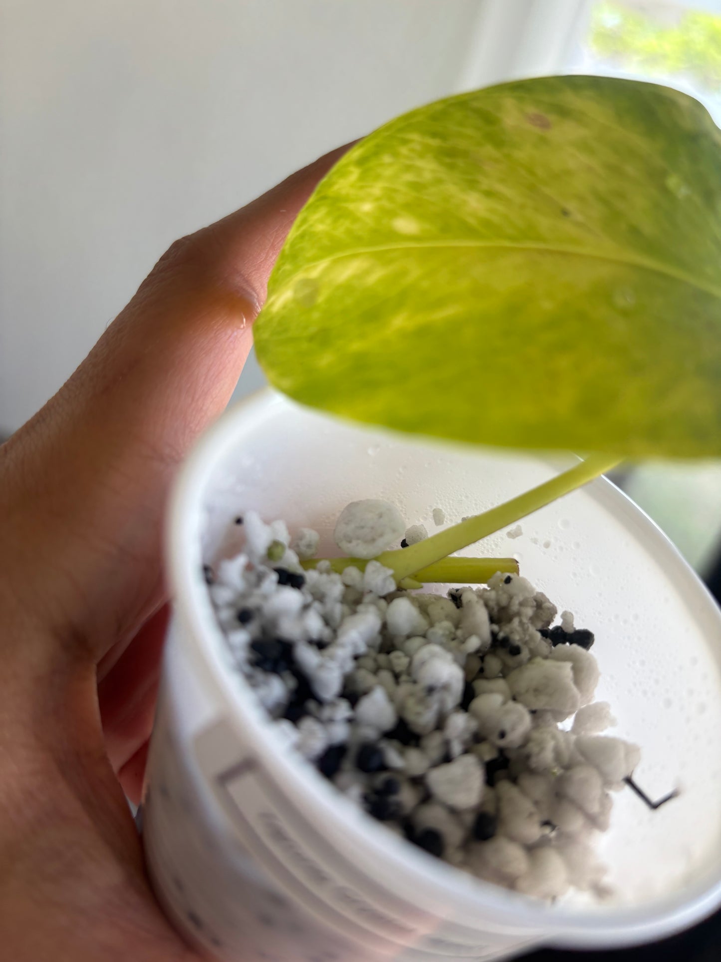 Teruno Crystal Green