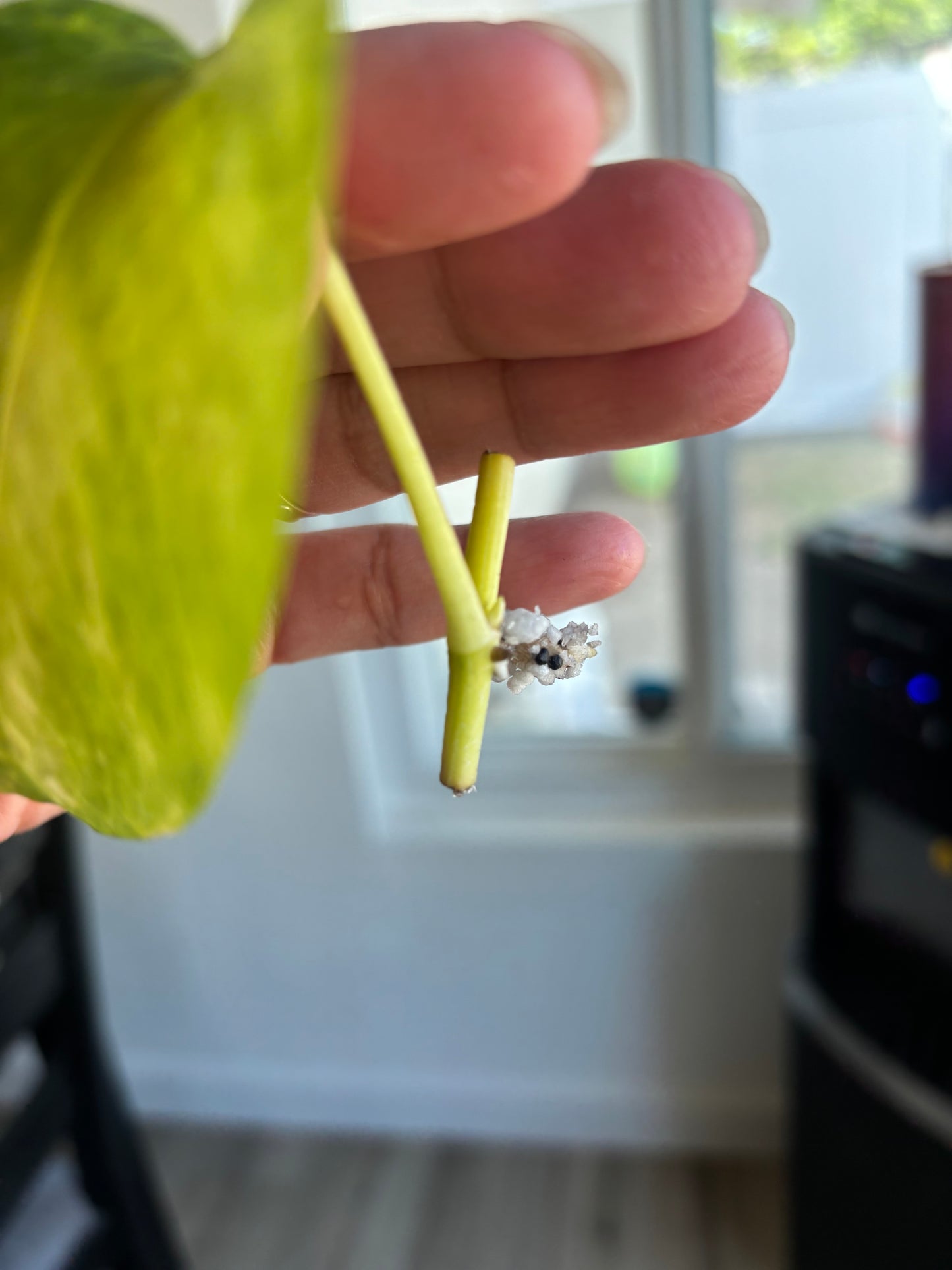 Teruno Crystal Green