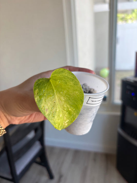 Teruno Crystal Green