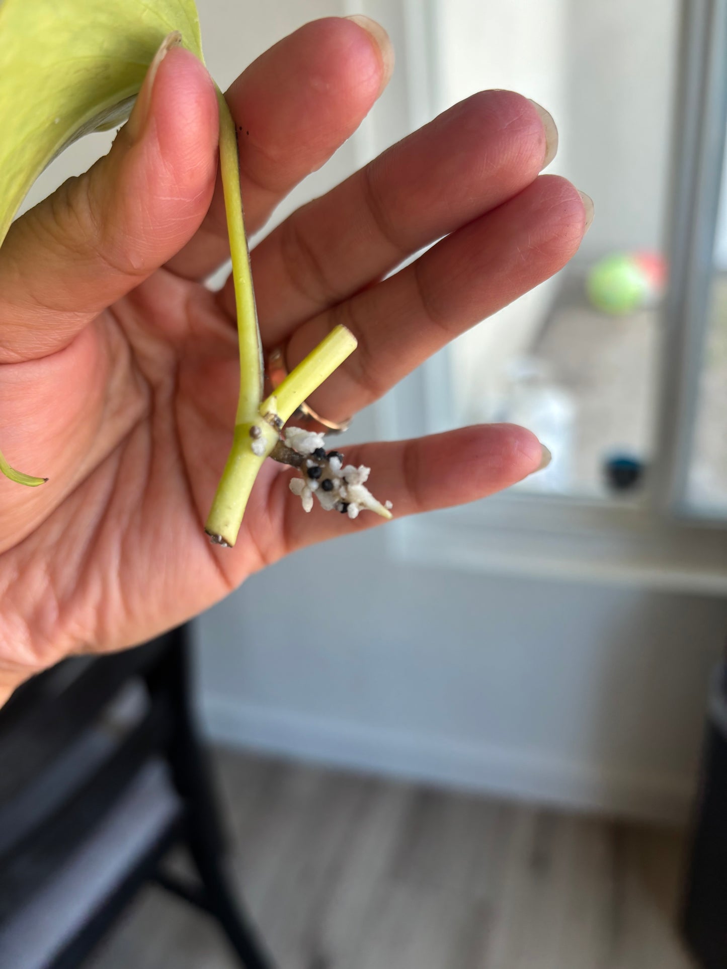 Teruno Crystal Green