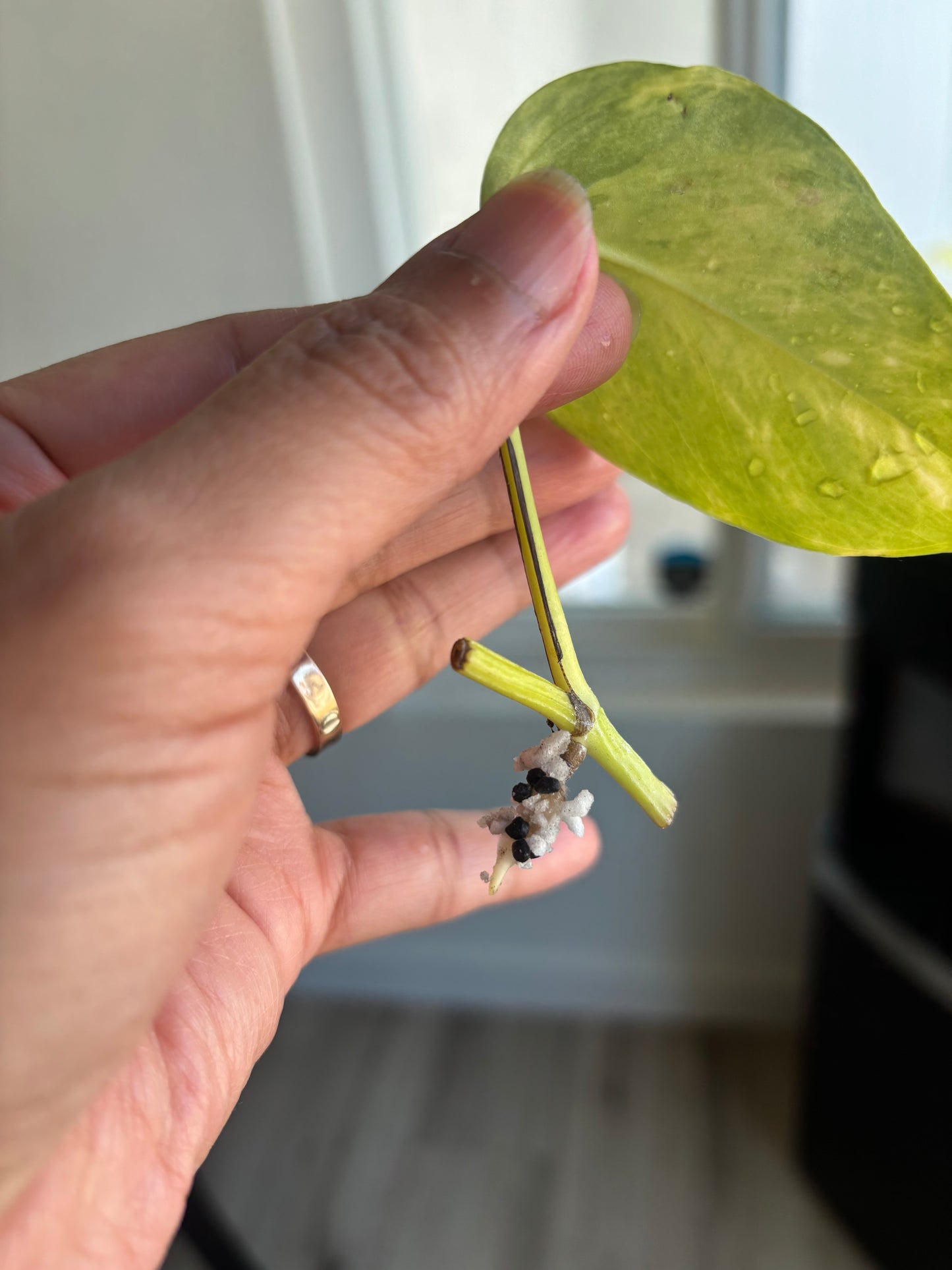 Teruno Crystal Green