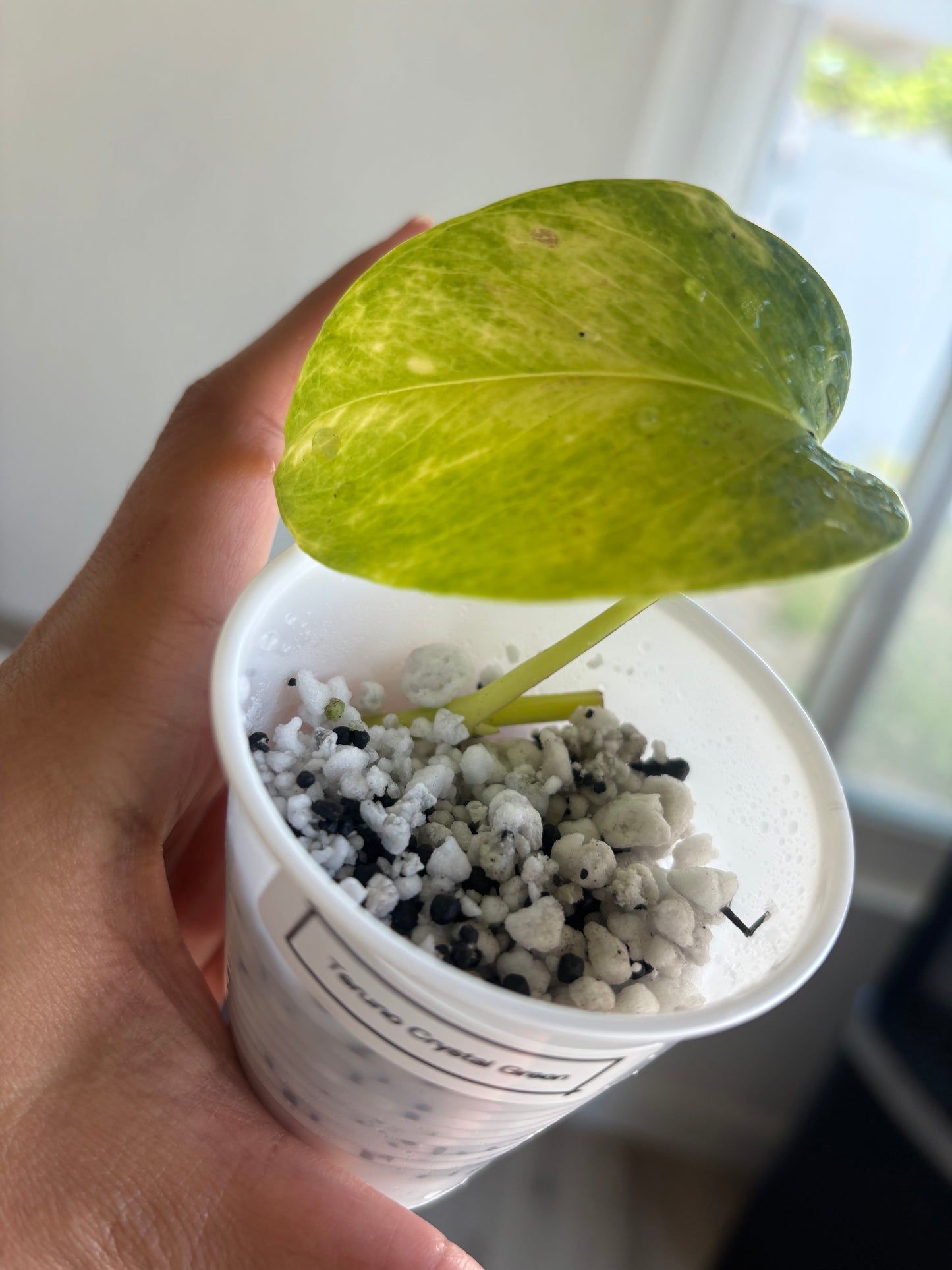 Teruno Crystal Green