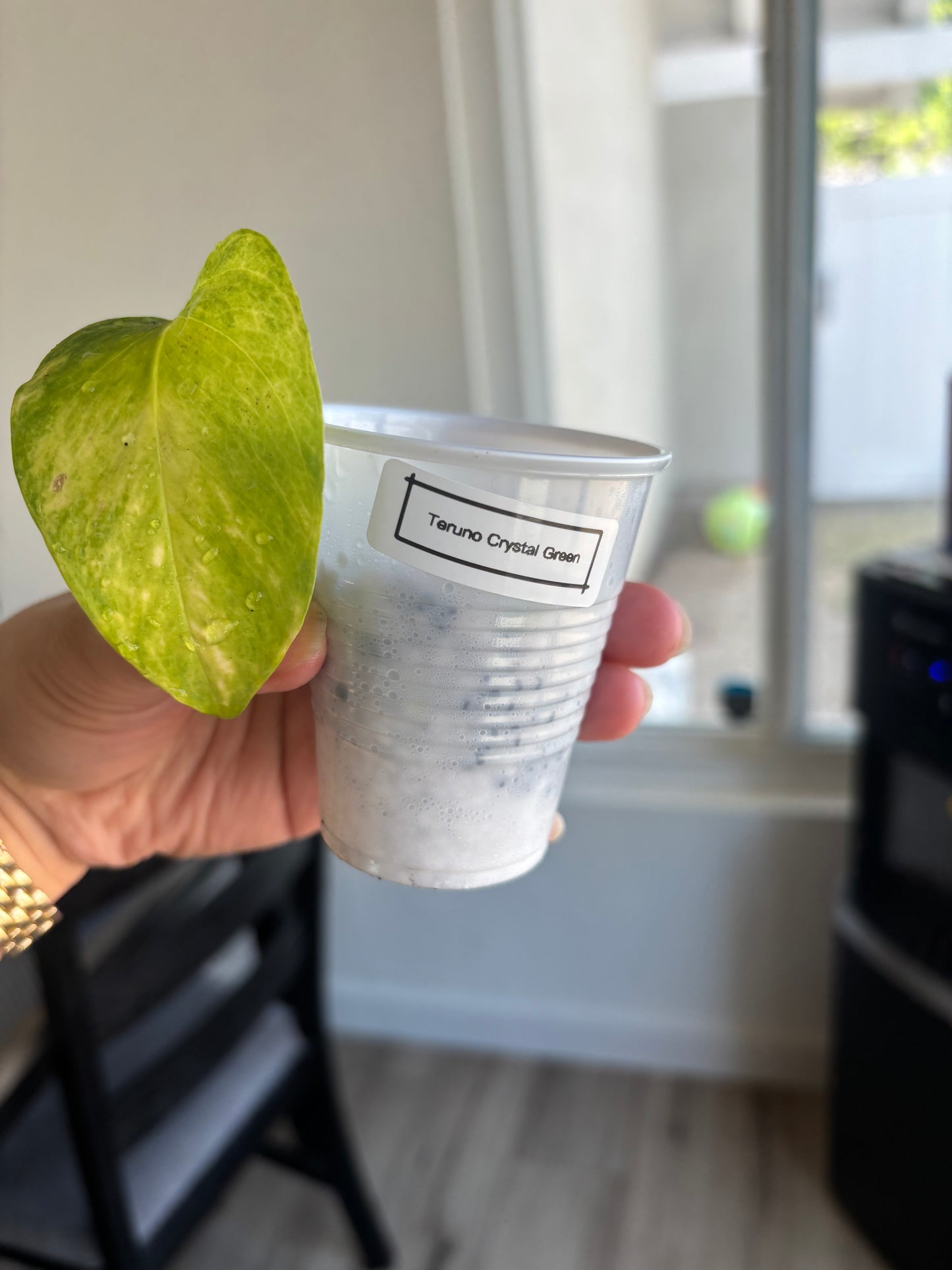 Teruno Crystal Green