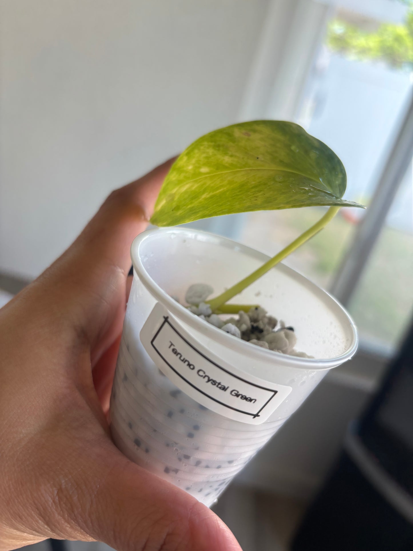 Teruno Crystal Green