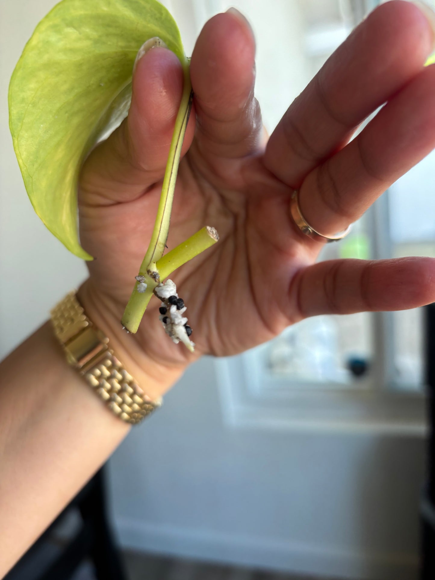 Teruno Crystal Green