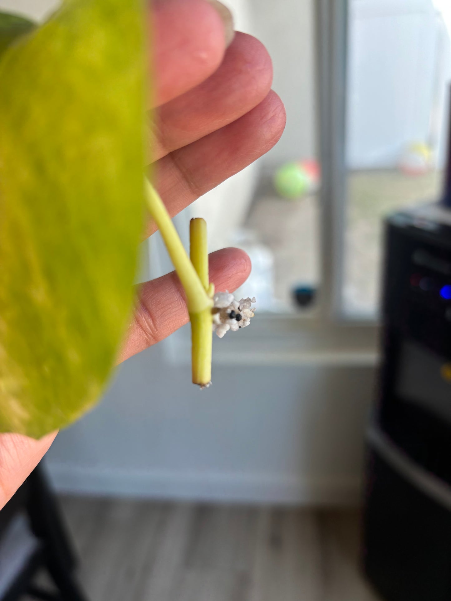 Teruno Crystal Green